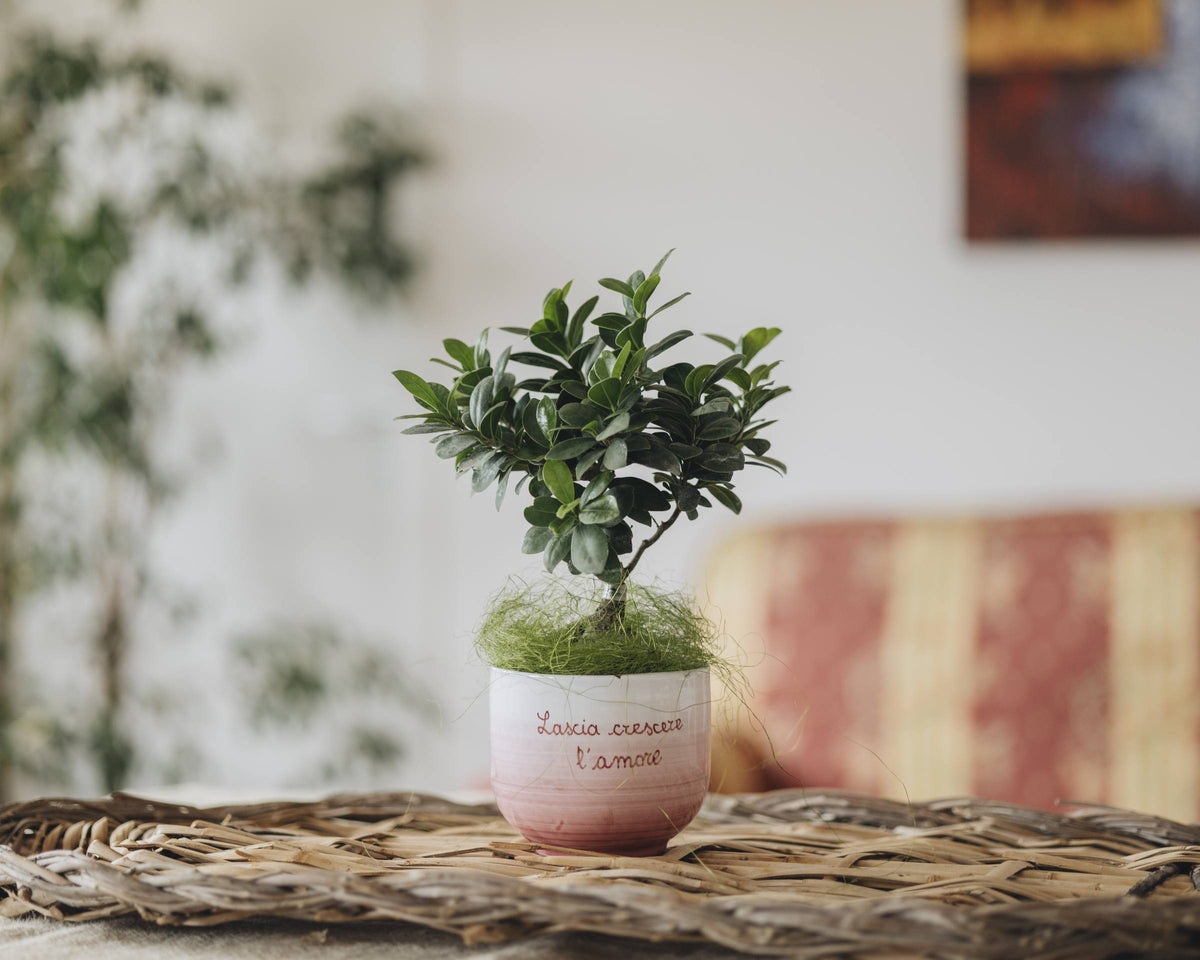 Bonsai