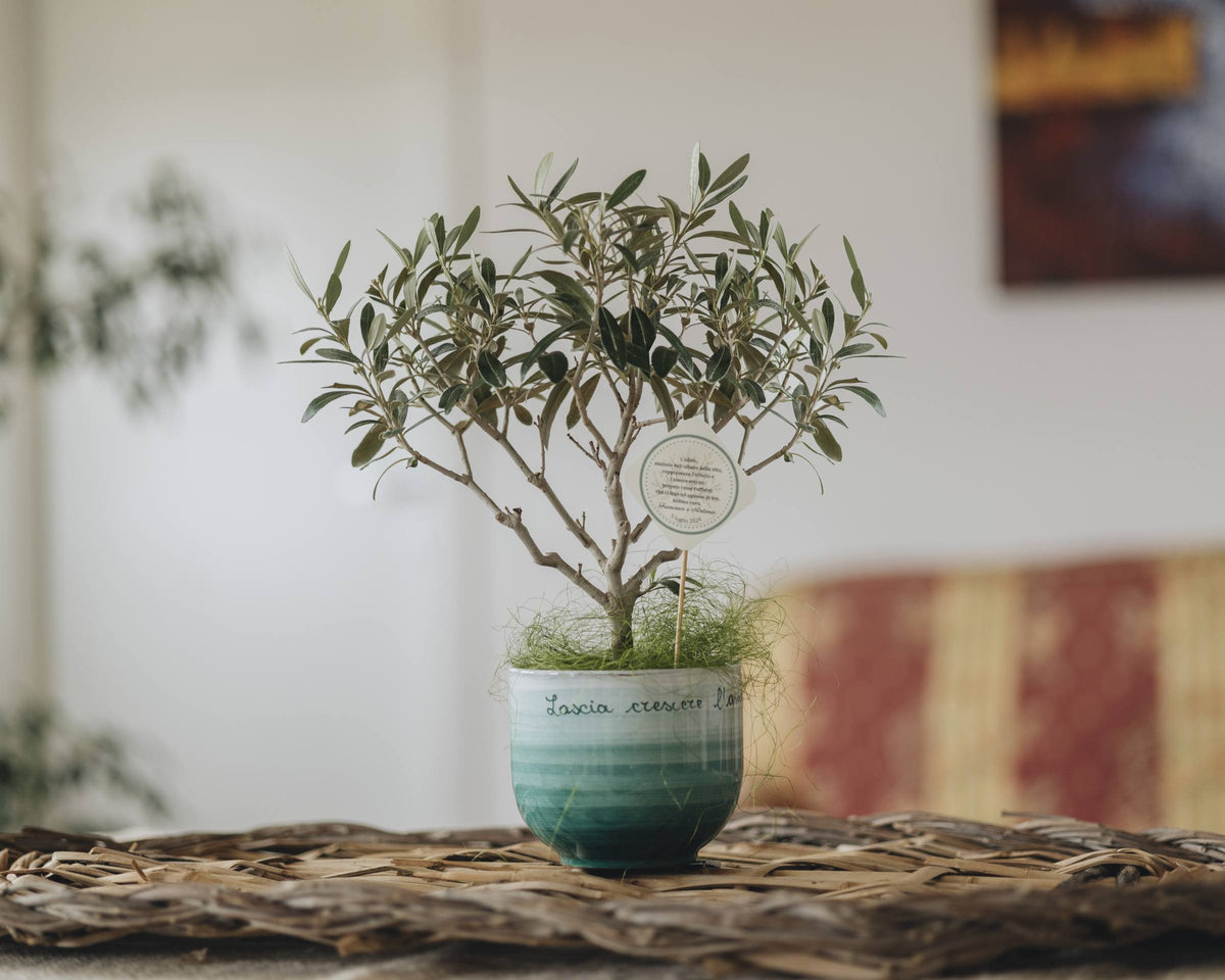 Bonsai