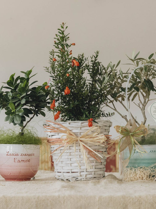 Bonsai